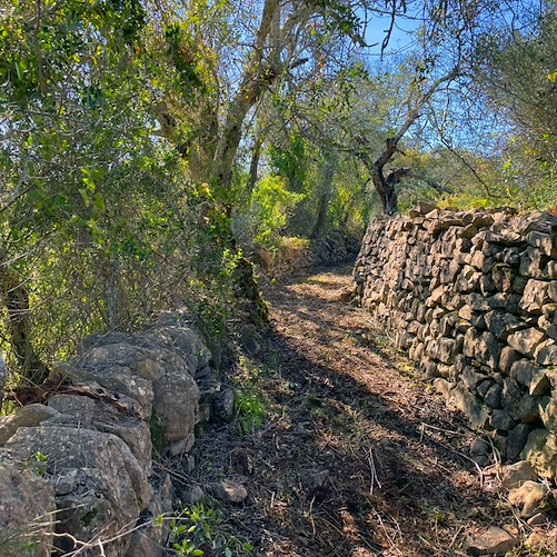 2nd Santa Bárbara de Nexe Walking Festival – Discover the Barrocal Algarve on Foot 472895961 122129022272558547 5079506558617121951 n.jpg