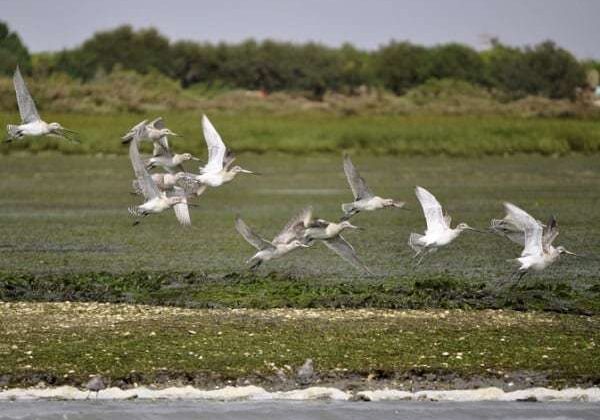 Ria Formosa Boat Tours (2026): Faro, Olhão & Tavira Islands