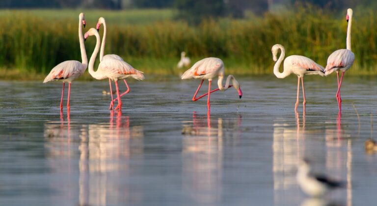 Where to See Flamingos in the Algarve: 4 Best Sites