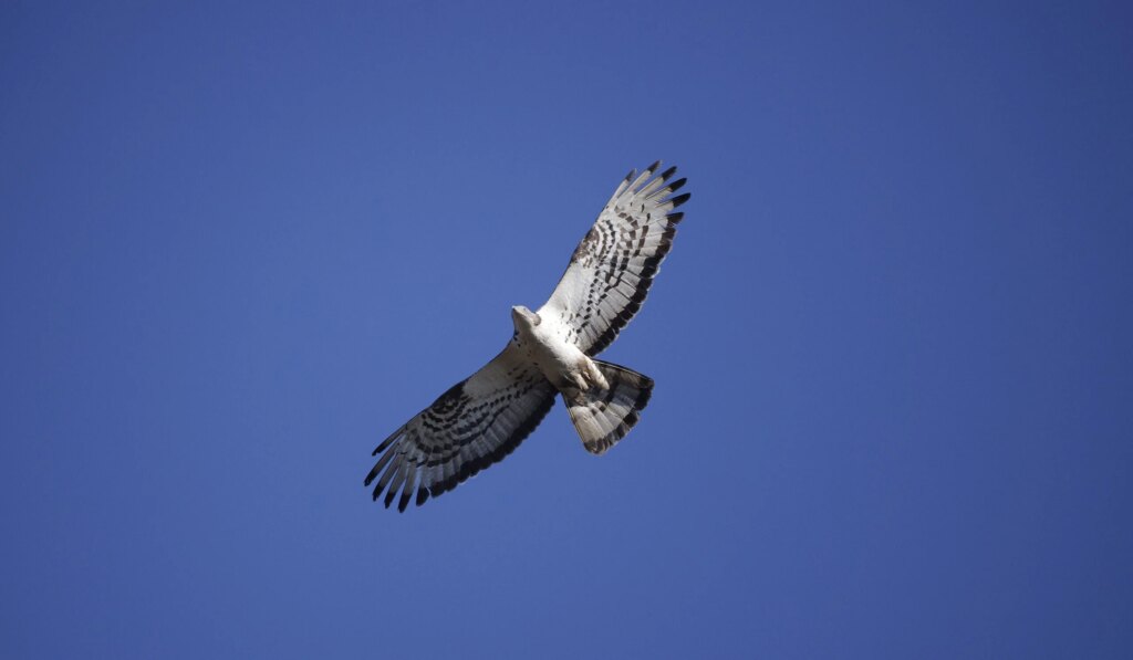 Sagres Birdwatching & Nature Activities Festival 2026 in Sagres, Algarve 5 1146 copiar 1 scaled 1.jpg