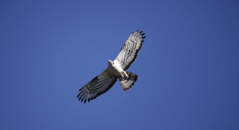 Sagres Birdwatching & Nature Activities Festival 2026 in Sagres, Algarve