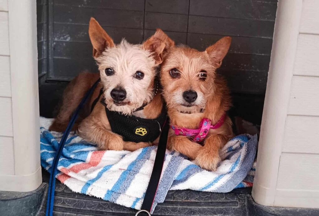 jack and daisy will feature in the 2027 calendar e1790069576808.jpg